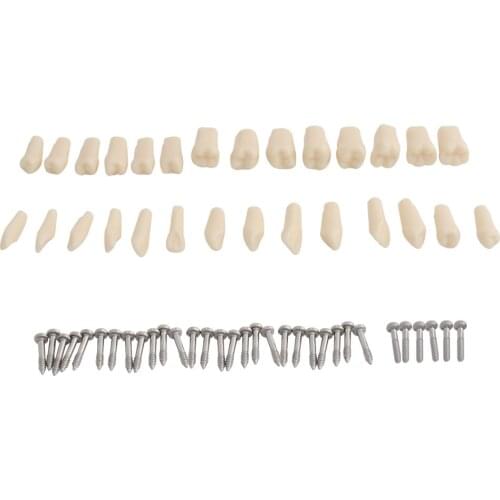 28pcs Teeth for Dental Model Standard Teaching Demonstration Soft Gum