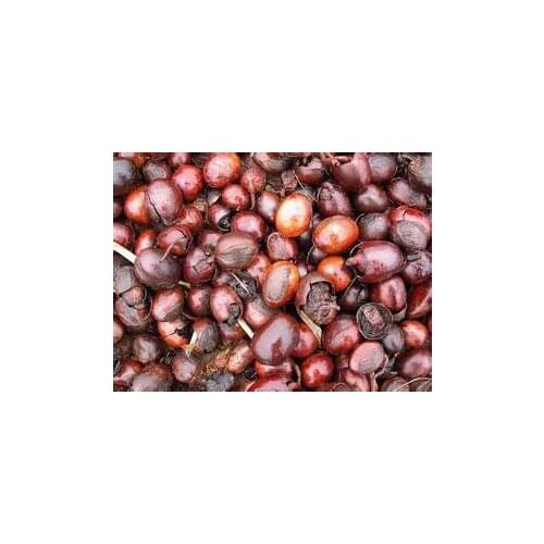 Eternal Youth 100ml ORGANIC PURE Shea Butter Unrefined Fresh Import From Africa Wholesale