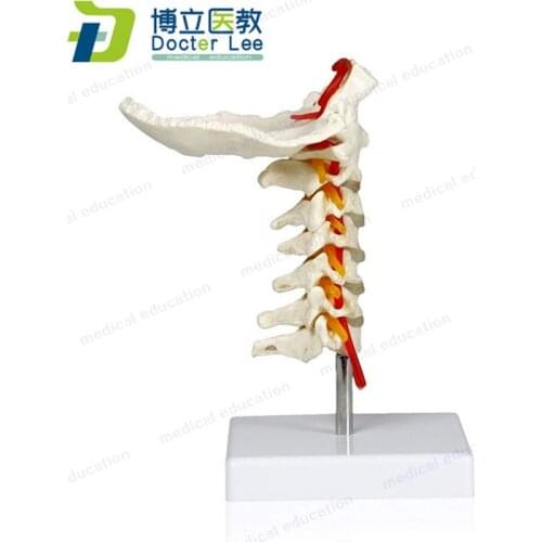 Cervical Vertebra Arteria Spine Spinal Nerves Anatomical Model Anatomy for Science Classroom Study Display Teaching Medical Mode