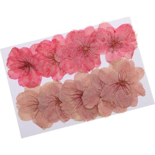 Phenovo Dried Flowers 10 Pieces Beautiful Pressed Dried Sakura Flowers Cherry Blossom for Scrapbooking Jewelry Making