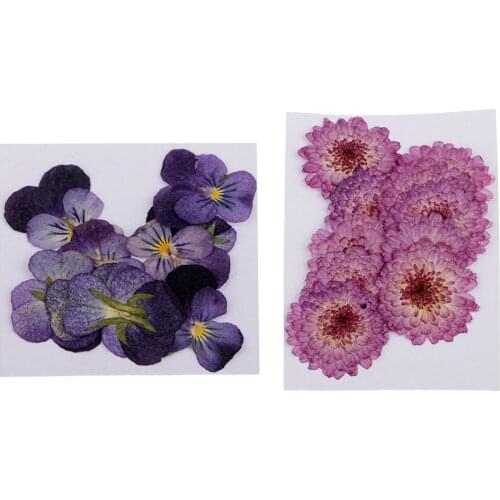 22pcs Pressed Real Daisy Pansy Dried Flowers DIY Floral Decor Embellishment