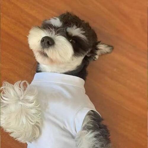 New Style Pet Dog Summer Vest Clothes T-shirt Puppy Coat Jacket Sweater For Small Medium Dogs Corgi Pug Schnauzer LXC24