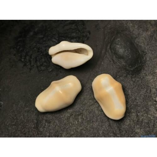 2PCS 15-22MM seashell conch decoration Shells Shell Craft Aquarium Nautical Decor Ornaments natural mini conch mediterranean