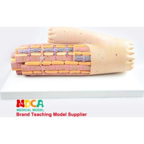 MXJ001 Model Medicine Teaching of Mitochondrial Cell Ultrastructure of Myocardial Skeletal Muscle Rhabdomyofibril Fibers