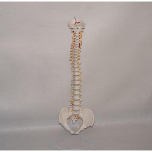 Didactic Flexible Spinal Column Anatomy Model Human Skeleton Specimen Medical Science