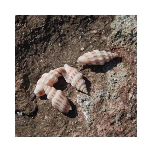 Natural shell small conch mini treasure snail set micro landscape diy decoration home furnishings fish tank made bamboo shoots a