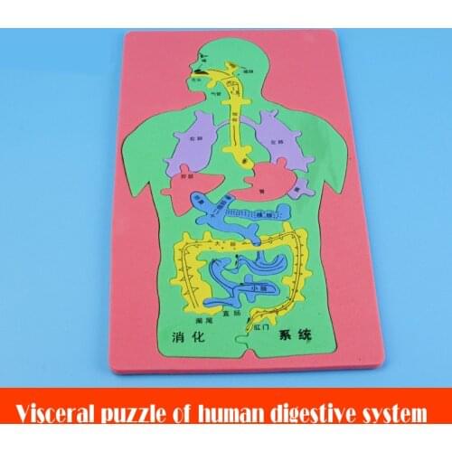 For children 3 years Creative diy kit Various colors foam Human digestive system internal organs handmade Tecnologia steam toys