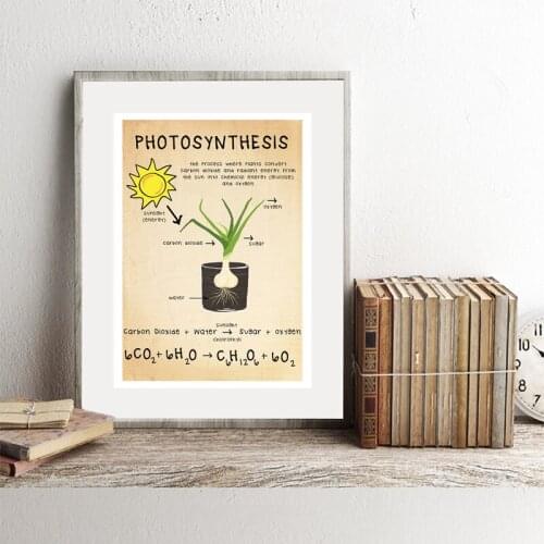 Biology Photosynthesis Canvas Print Science Poster Educational Wall Art Picture Biology Vintage Painting Chart Study Room Decor