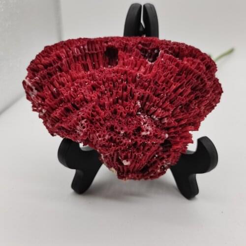 180g Natural Coral Tree Sea Red Coralline Plant Antipathes Flowerpot Aquatic Animal Landscaping Furnishing Ornaments Home Decor