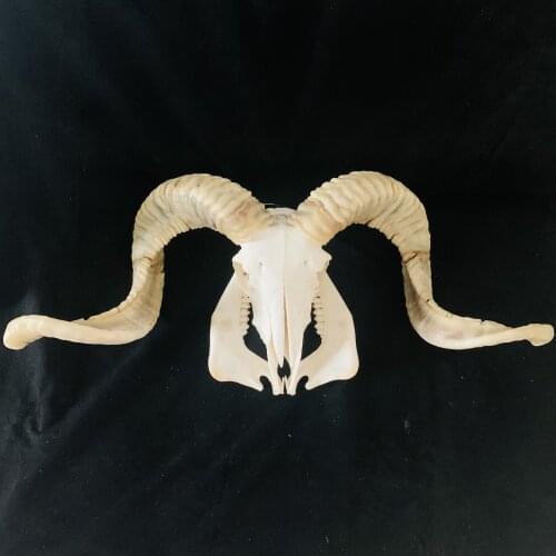 1Pcs Pure natural Domestic Ram Skull Sheep Skull Animal Home background decoration Long Steer Bar decoration background wall