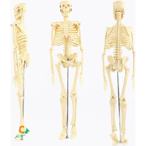 Medical teaching model Medical standard for fine arts and medicine 45CM skeleton model of human .skeleton model