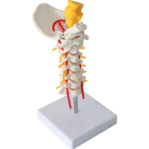 Occipital and spinal cervical anatomy vertebrae model carotid artery tibia model
