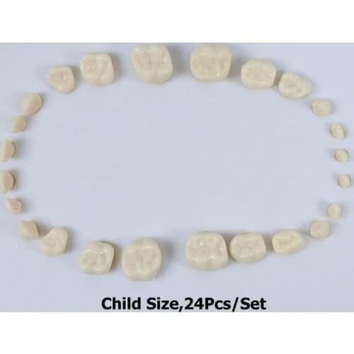 24Pcs/set Dental Child Practice Replacement Teeth Full Denture False Teeth Study Model Resin