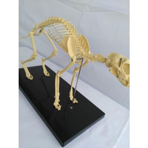 PVC Large Size Cat Skeleton Model Animal Skeleton Cat Veterinary Teaching Aids Animal Teaching Model 55X20X25CM with Base