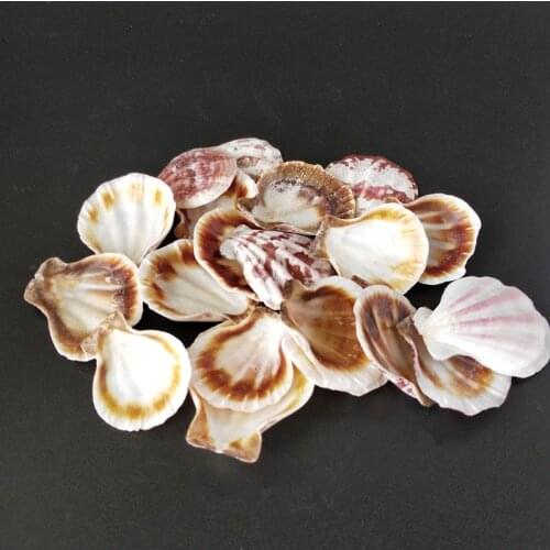20PCS Mediterranean Style Beautiful Beach SeaShells conch sea Natural Shells Shell Crafts for Aquarium Fish Tank Decor