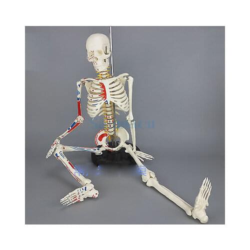85CM Human Muscular Skeleton Model Muscle Painted Unnumbered Anatomical Skeleton Model Medical Learn Aid