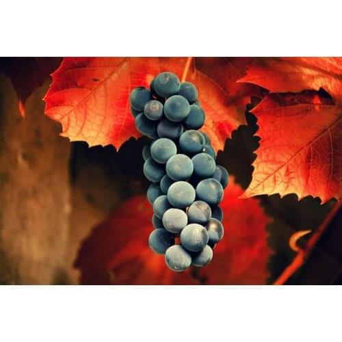 Living Room Home Decor Wall Modern Art HD Print Poster Grape On Tree Harvest Season Fruits Food Beautiful Painting Picture
