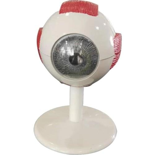 Medical Education human pvc 3times enlarged eye anatomical model