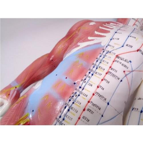 XC-518 60cm male acupuncture model with muscle human anatomy model English code model with manualSZ