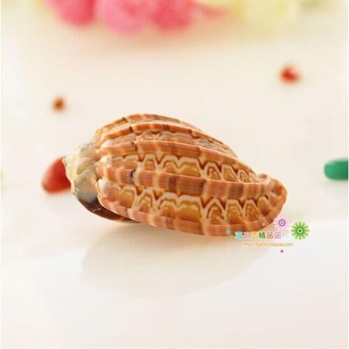 HappyKiss Marine style wedding decoration film props Aquarium landscape platform Carambola screw 6-7 cm