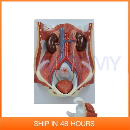 Dual-sex Urinary System Model Medical Supplies and Equipment Anatomia Reproductor Masculino Anatomical Kidney