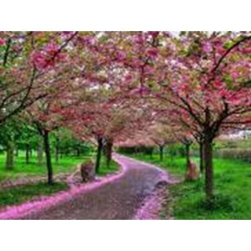 Oriental cherry DIY Crystal full 5D plastic diamond painting cross stitch kit art 3Dmosaic square rhinestone