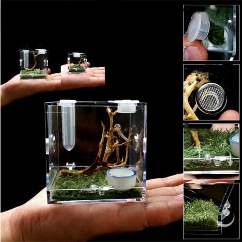 Black Widow Spider Kleine Insect Ademend Terrarium Transparante Reptiel Fokkerij Doos Acryl Enti 'S Acryl Gemonteerd Eco Doos
