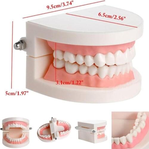 Dental Tooth Model Standard Teaching Dentist Model Teeth Model Dentistry Lab Material Dentist Instrument Dental Tools