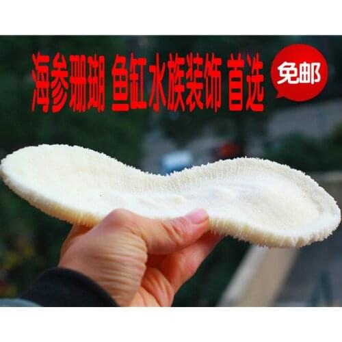 Natural Conch and Shell Sea Cucumber Coral White Coral Fish Tank Landscape Aquarium Decoration Decoration Shooting Props