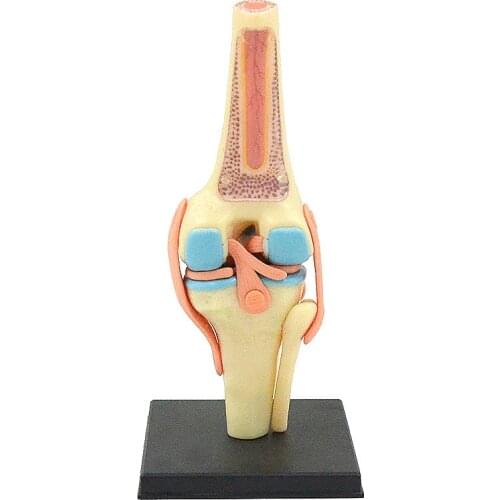 4D MASTER Detachable knee joint model Anatomy bone ligament meniscus knee human intelligence DIY gift