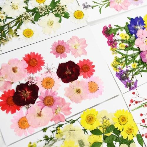 Pressed Flowers Mini Dried Flowers DIY Frame Scrapbooking Crafts Decor Preserved Flower Heads Wedding Party Home Decor Supplies