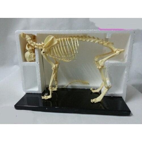Animal skeleton model dog/cat skeleton educational model skeleton model