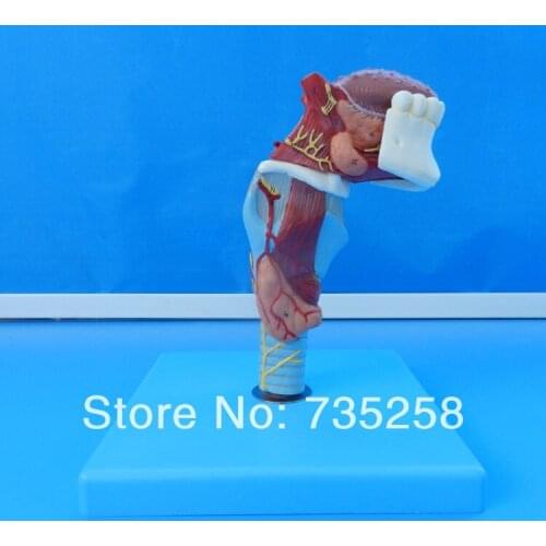 Larynx with Toungue and Teeth,Laryngeal model ,Tooth model ,Tongue model
