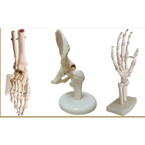 Hand/foot/shoulder/hip joint skeleton model education teaching model spine model