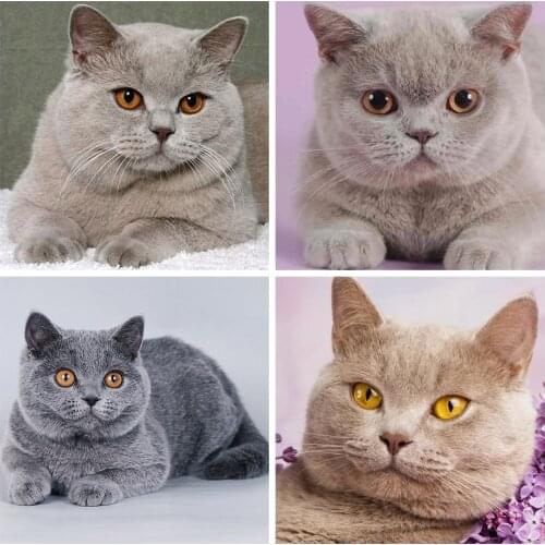 5D DIY Diamond Painting Cat Rhinestone with Diamond Art Picture Full Square/Round Diamond Embroidery Furniture Decoration Gift