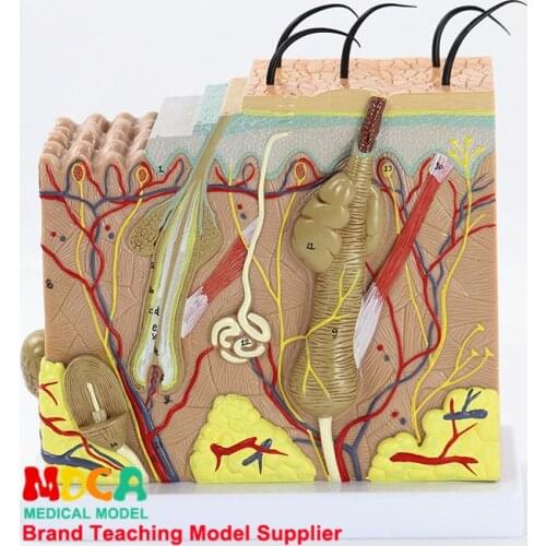 The skin tissue structure of stereoscopic skin model is enlarged 50 times that of human skin medicine teaching MPF001