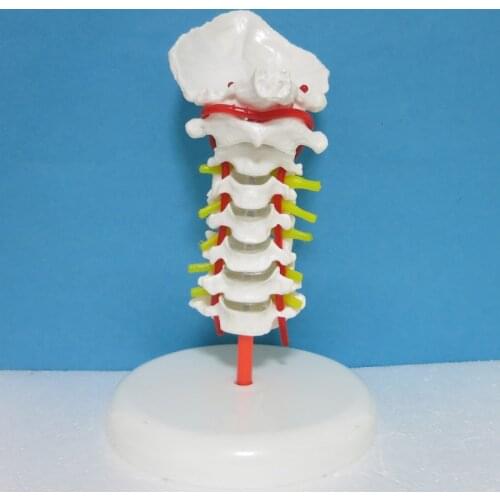 Medicine Human body Cervical spine model anatomical model Special decoration Clinic personalized decorative Figurines