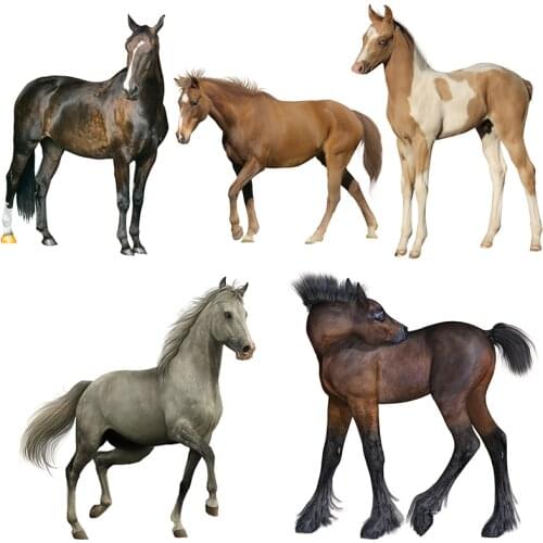 Three Ratels QD107 HD Beautiful horses stickers for boys Room decoration car hood Poster Self Adhesive Removable