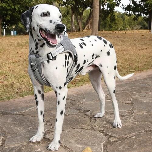 Pet Reflective Harness Leash Set Training Walking Leads for Small Cats Dogs Breathable Harness Collar Adjust Leashes Set D5075