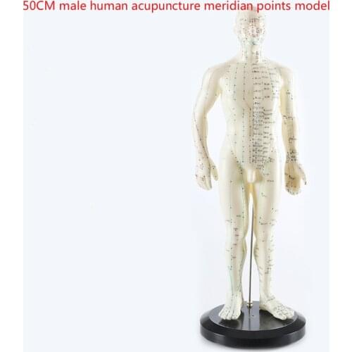 Human English-Chinese body acupuncture point model meridian model of acupuncture points 26cm/ 48cm/50cm for male and female