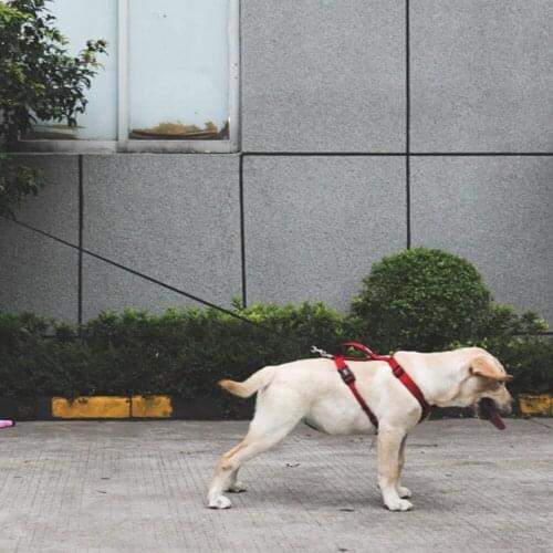 3M 4M 5M Retractable Dog Leash Automatic Flexible Dog Puppy Cat Traction Rope Belt Dog Leash for Small Medium Dogs Pet Products