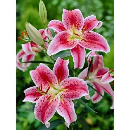 QIZITENG Diamond Painting Full Square / Round 5D Rhinestone Flower Diamond Mosaic Embroidery Lily DIY Cross Stitch Picture Kit