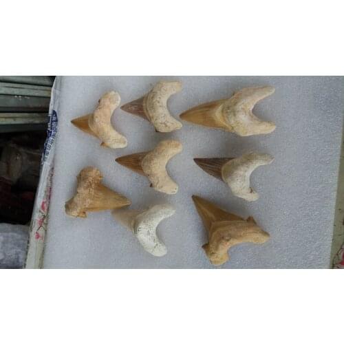 6-10pcs VERA RARE Natural big Taxidermy Whale Tooth Fossil