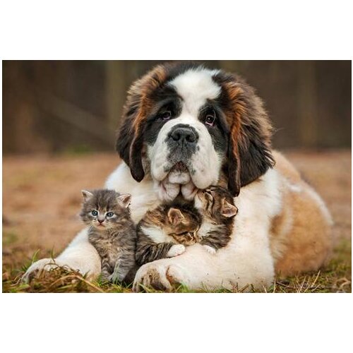 Drop Shipping 2020 animals happy dog cat kitten 5 Sizes Home Decoration Canvas Oil Paiting Poster Printing Wall Pictures