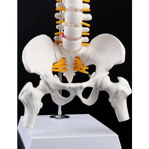 45cm Flexible Human Spinal Column Vertebral Lumbar Curve Anatomical Model Anatomy Spine Teaching Tool