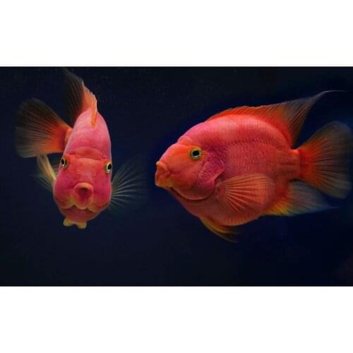 DIY Goldfish Animal Diamond Painting Full Diamond Embroidery Cross Stitch Home Decoration Gift JX723