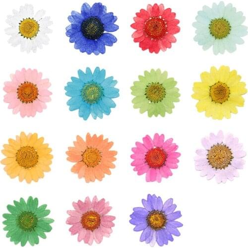 12 Pcs Pressed Press Dried Daisy Dry Flower Plants For Epoxy Resin Pendant Necklace Jewelry Making Craft DIY Accessories