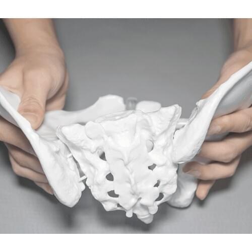 Female pelvis teaching aid model joint model with separable pubis Skeleton Anatomical Model Learn Kit