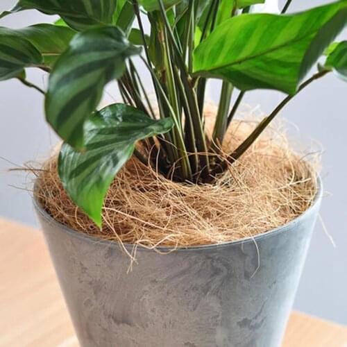 Natural Coconut Husk Fiber Orchids Maintain Soil Temp PH-Balanced Supplies