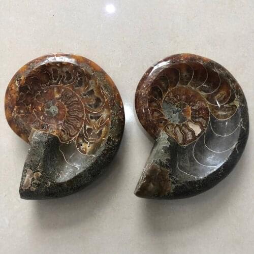 1pcs Madagascar fossil iridescent nautilus natural rock ashtrays and minerals